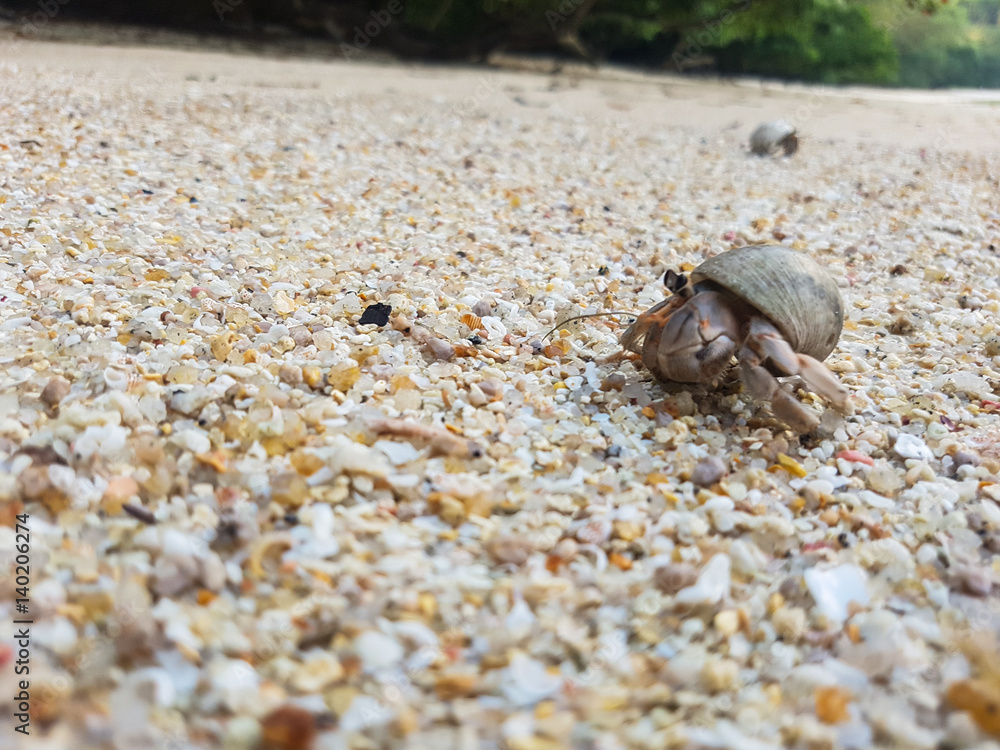 A journey of Hermit Crab in the beach A journey of Hermit Crab in the beach