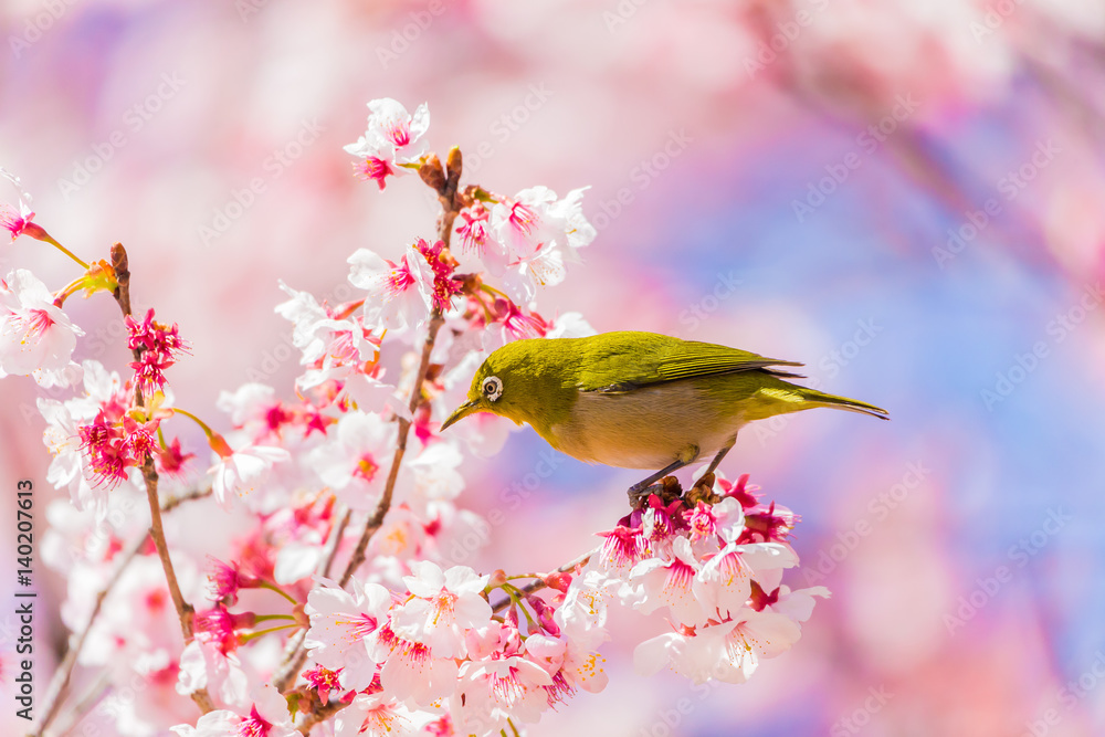 The Japanese White eye.The background is winter cherry blossoms. Located in Tokyo Prefecture Japan. The Japanese White eye.The background is winter cherry blossoms. Located in Tokyo Prefecture Japan.