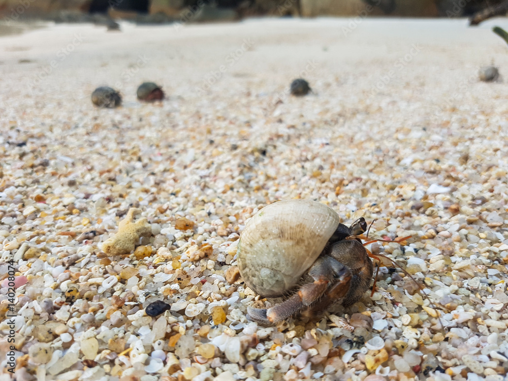 A journey of Hermit Crab in the beach