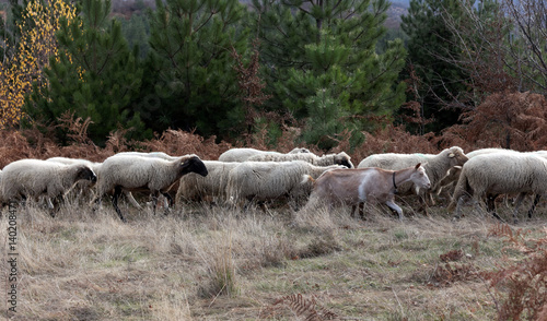 A flock of sheep and a goat moving along the edge of a pine forest glade.