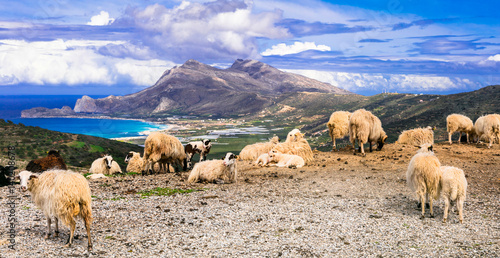 Traditional Greece series. landscapes of Crete island with sheeps, mountains and sea