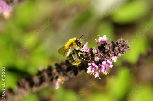 Working bee on a flower © Skórzewiak