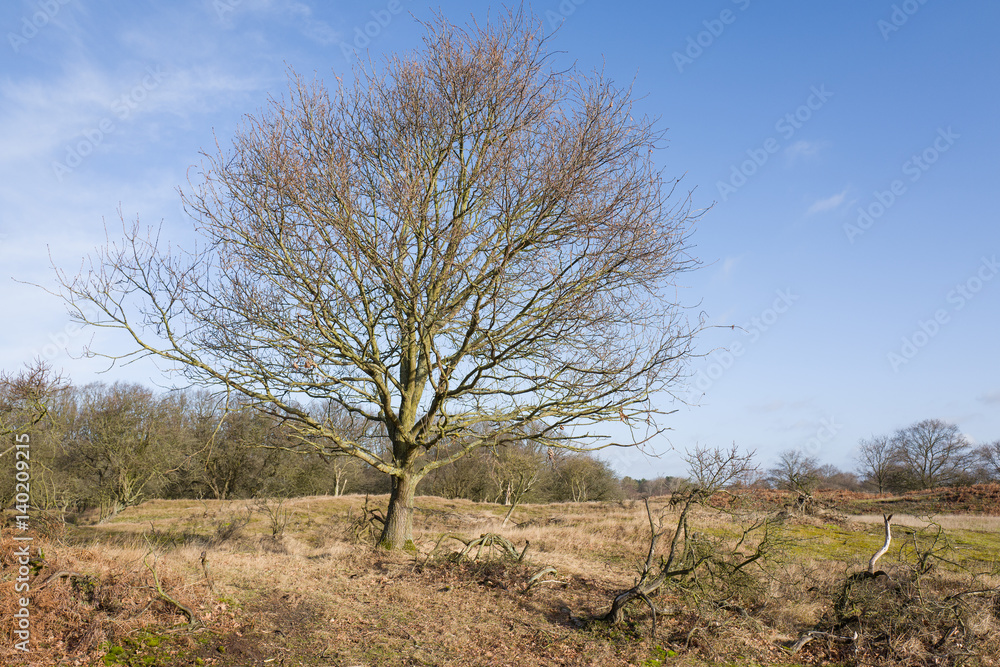 Oak tree.