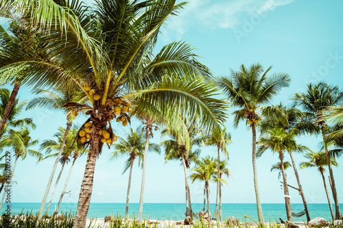 Landscape of coconut palm tree on tropical beach in summer - vintage color tone effect. © jakkapan
