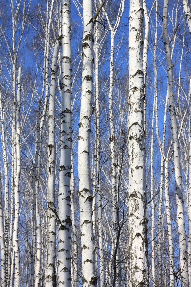 Naklejka premium Trunks of birch trees against blue sky, birch forest in sunlight in spring, birch trees in bright sunshine