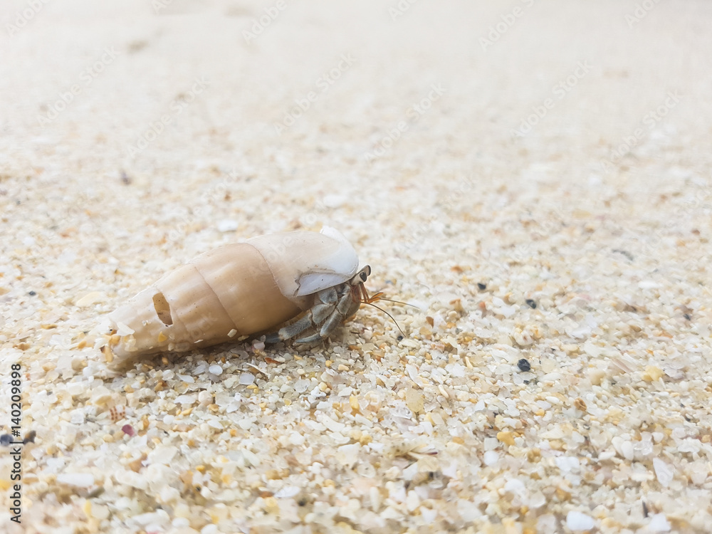 The journey of Hermit Crab on the beach.