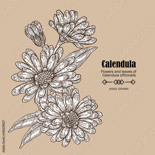 Hand drawn calendula flower. Medicinal herbs in sketch style. Vector illustration vintage