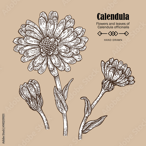 Hand drawn calendula flower. Medicinal herbs in sketch style. Vector illustration vintage