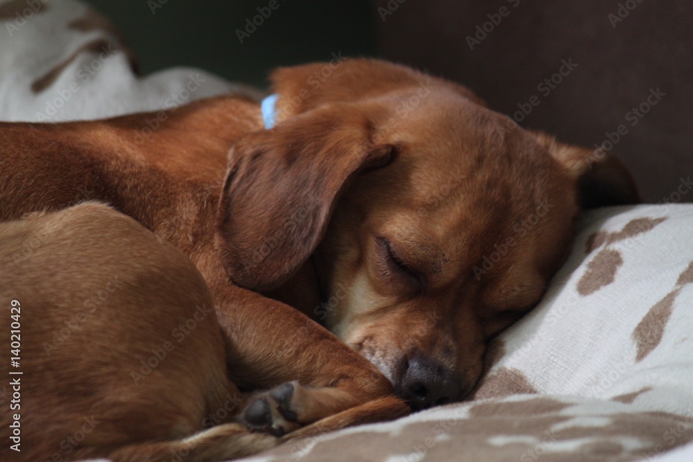Sweet Puggle puppy sleeping on large dog bed Sweet Puggle puppy sleeping on large dog bed