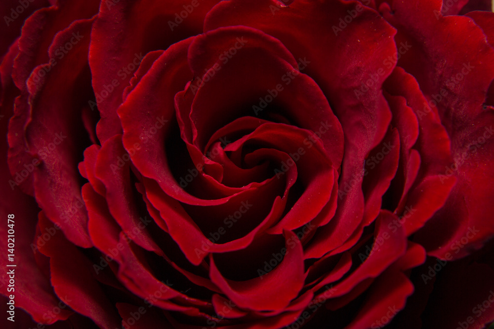 Red Rose, The heart of a Rose Red Rose, The heart of a Rose