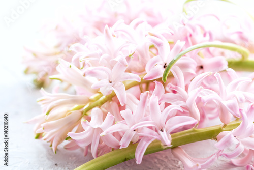 Fototapeta Naklejka Na Ścianę i Meble -  Spring Easter background Close up pink Hyacinths
