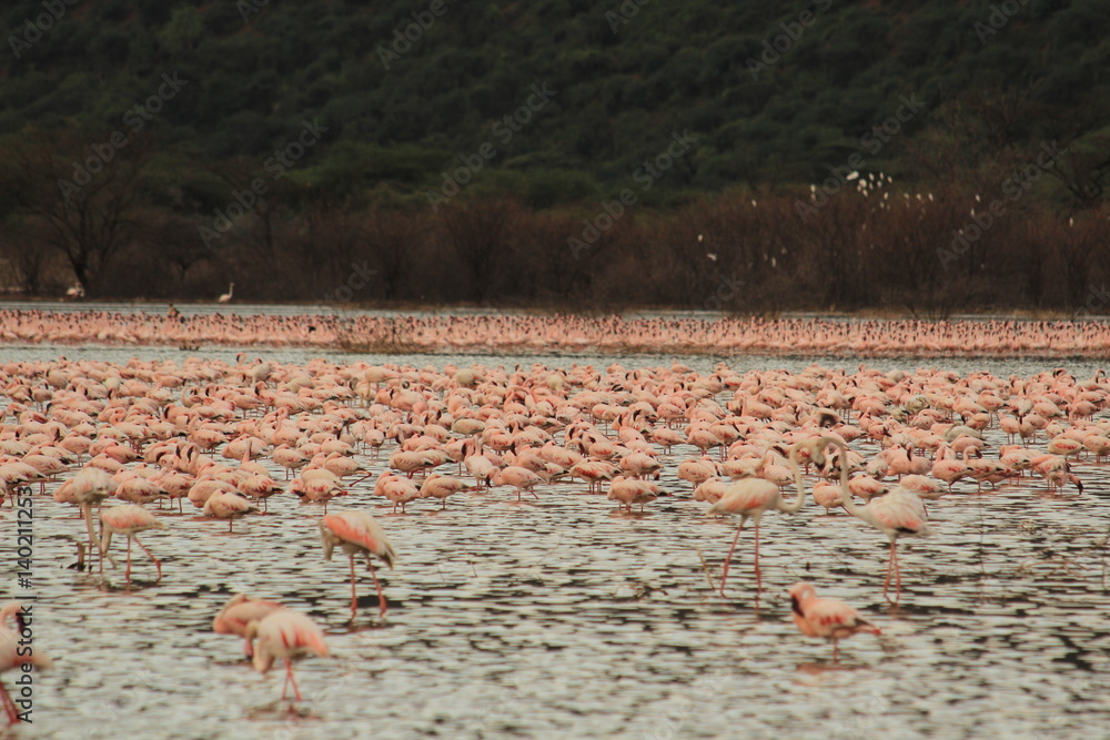 Fototapeta premium Herd of flamingos in lake Bogoria, Kenya 