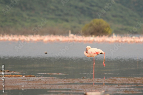 Flamingo standing in lake Bogoria, Kenya  © junefotolia