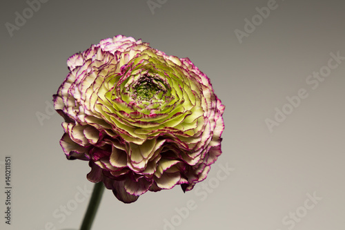 Green and purple Buttercup (Ranunculus) photo