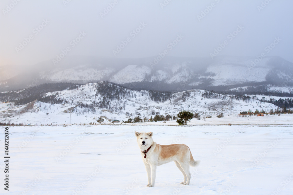 Obraz premium Beautiful Japanese Akita Inu dog in the mountains in winter on Lake Baikal during a fabulous sunset.