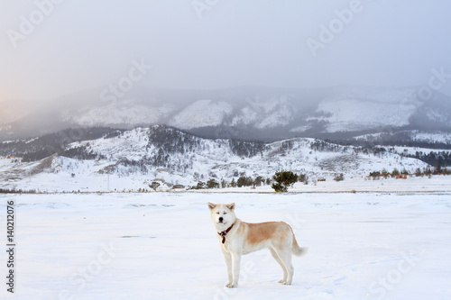 Beautiful Japanese Akita Inu dog in the mountains in winter on Lake Baikal during a fabulous sunset. © ledi_hag