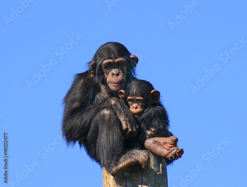 Slika na platnu Chimps