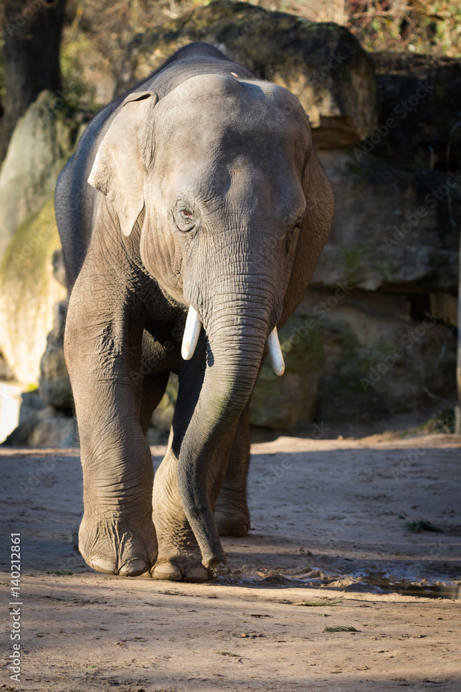 Fototapeta premium asian elephant