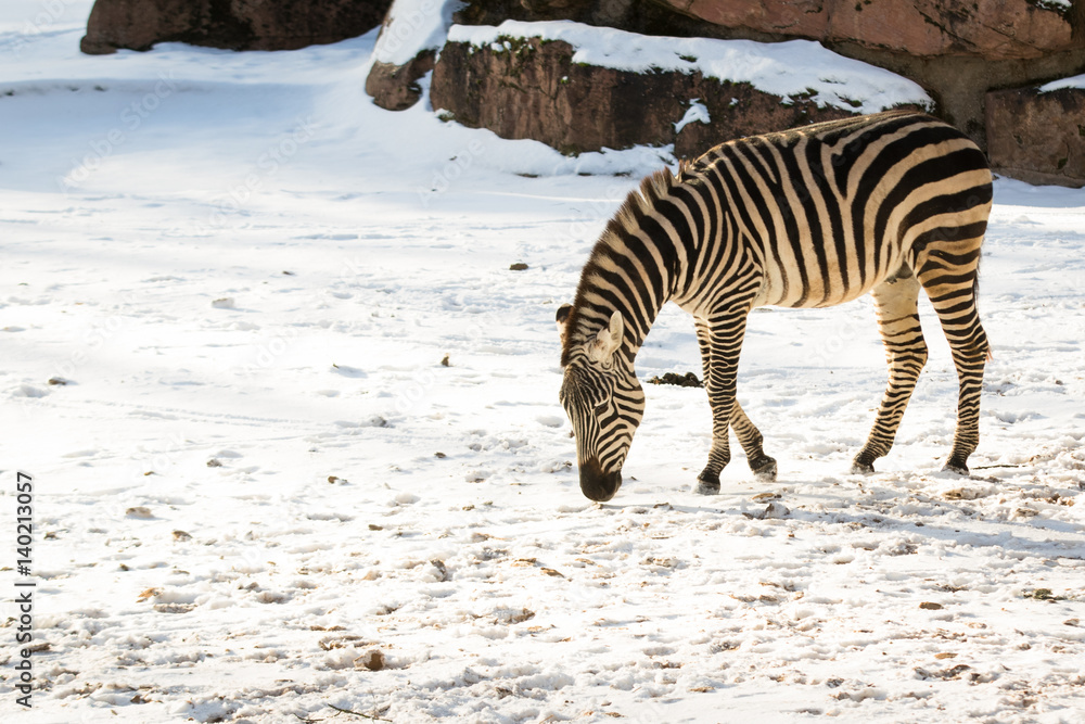 Fototapeta premium Zebra
