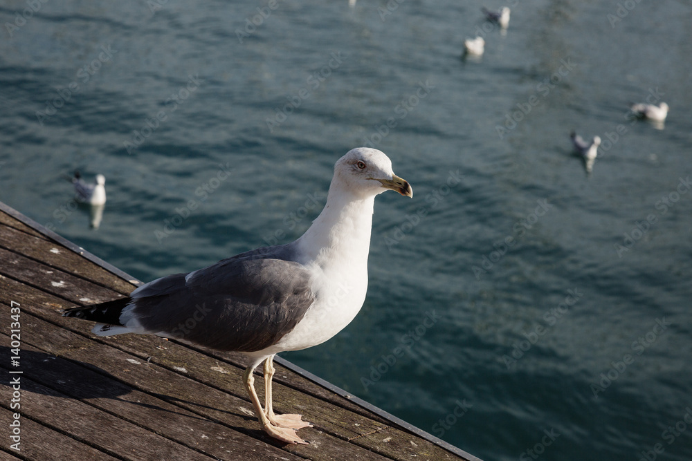 seagull,
harbor,
sea,
bird,
gull,
wildlife,
white,
water, seagull,
harbor,
sea,
bird,
gull,
wildlife,
white,
water,