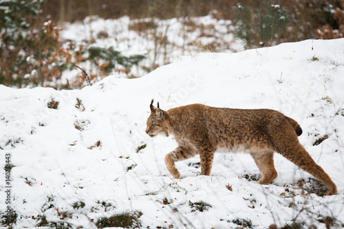 Lynx