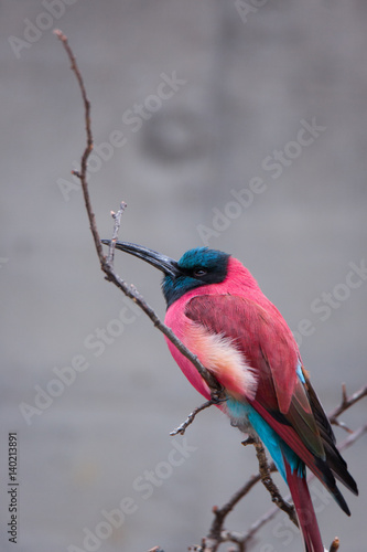Obraz na plátně Southern carmine bee-eater