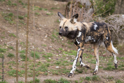 African painted dog