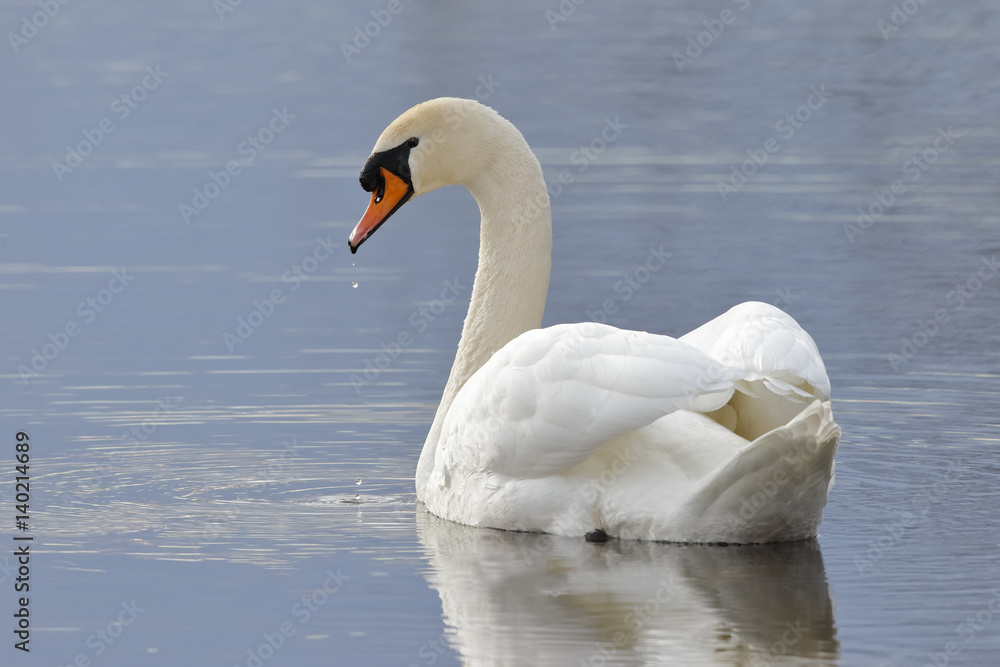 Mute Swan swimming on a lake Mute Swan swimming on a lake