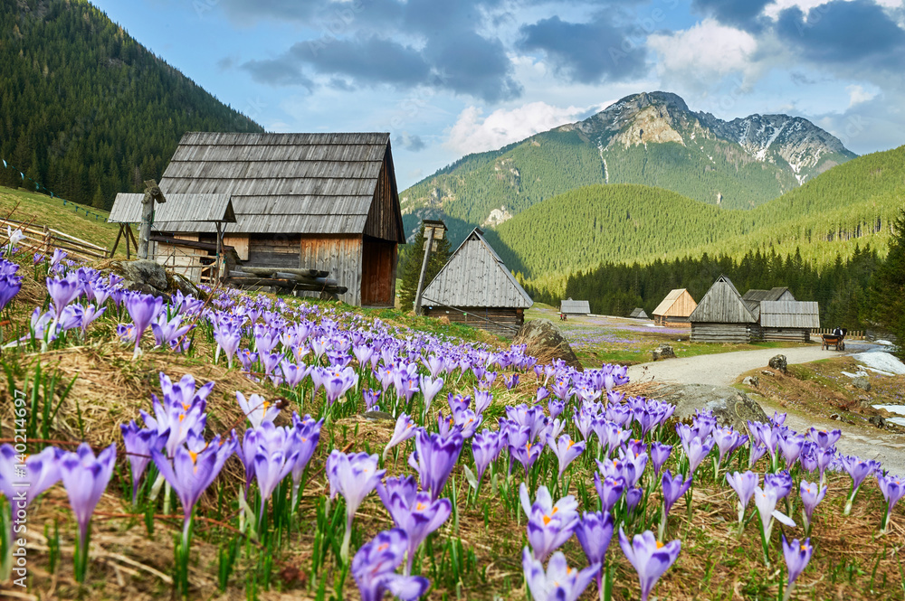 Tatra Mountains, crocuses in the Chocholowska Valley, Kalatowki Valley - obrazy, fototapety, plakaty 