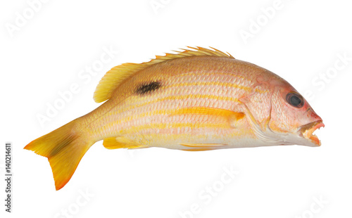 Black-spot snapper fish isolated on white background