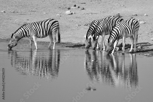 Steppenzebras  Equus quagga  am Wasserloch  Etosha Nationalpark 