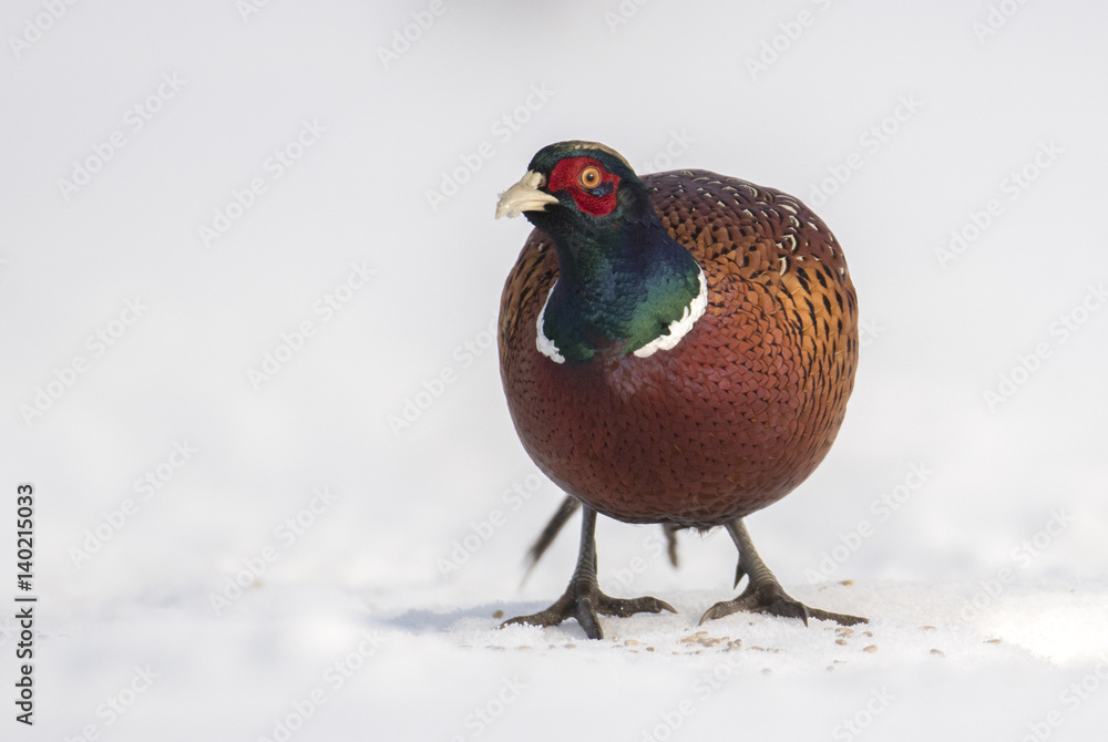 Fototapeta premium Ringneck Pheasant (Phasianus colchicus)