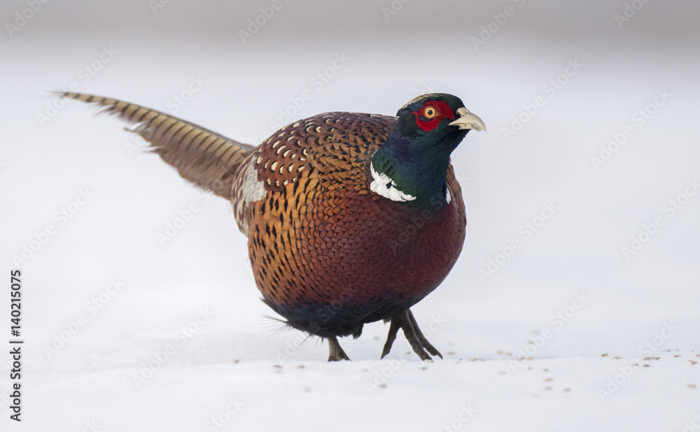 Ringneck Pheasant (Phasianus colchicus) Ringneck Pheasant (Phasianus colchicus)