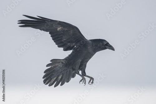 Fotografía Common Raven (Corvus corax)