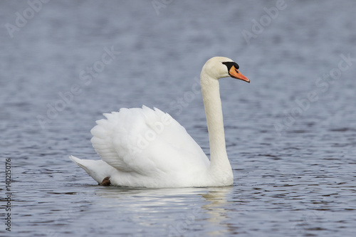 Fototapeta Naklejka Na Ścianę i Meble -  Mute Swan swimming with wings extended