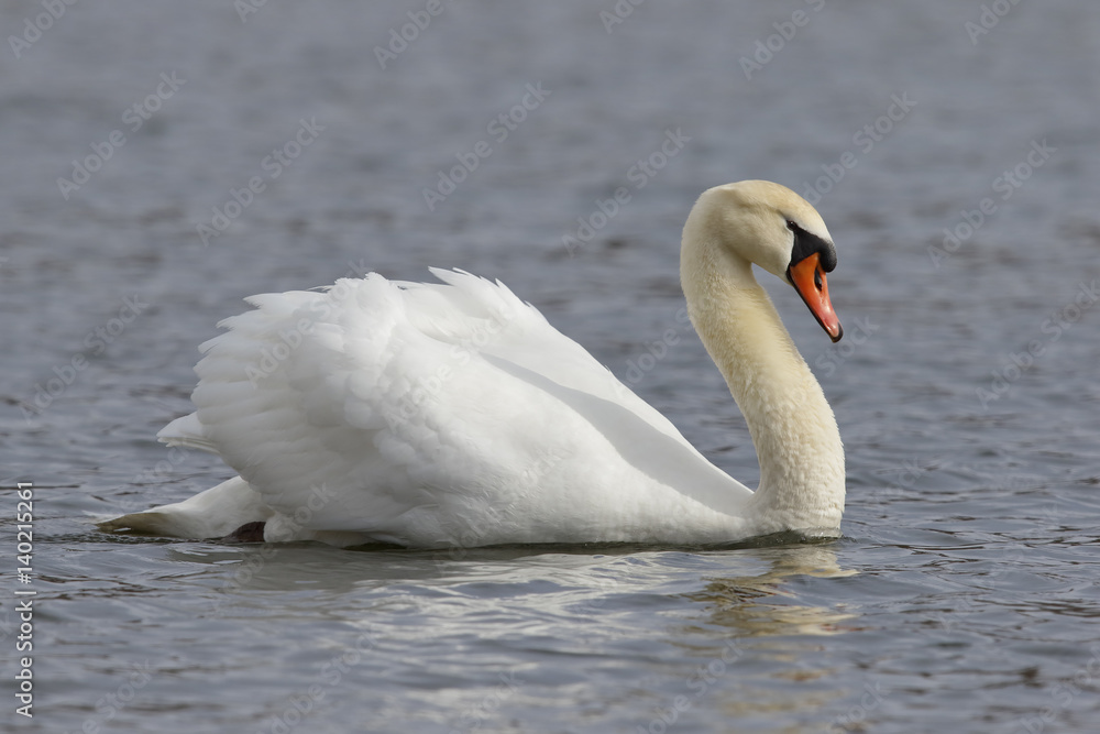 Fototapeta premium Mute Swan swimming with wings extended