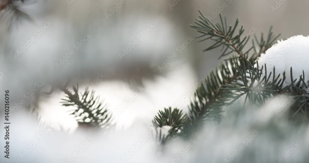 Slow motion fir branches in morning snowfall with sunlight slide sideways, 4k 60fps prores footage Slow motion fir branches in morning snowfall with sunlight slide sideways, 4k 60fps prores footage
