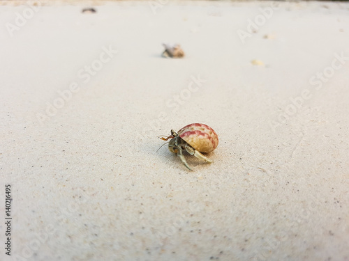 The journey of Hermit Crab on the beach.