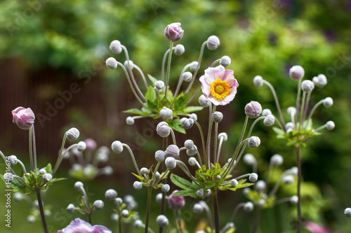 Branches of a blooming pink anemone in a summer garden photo