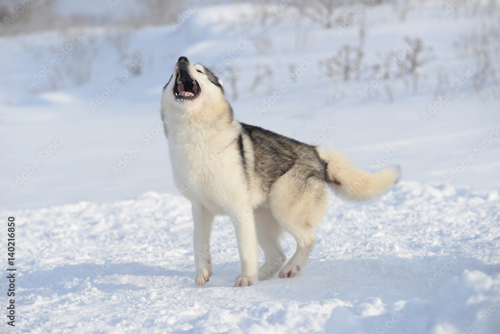Siberian Husky howls
