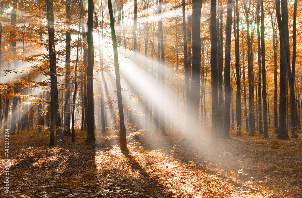Obraz premium forest