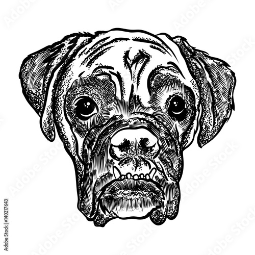 Portrait of  Boxer doggy. Hand drawn dog illustration. T- shirt and tattoo concept design in black white. Vector.