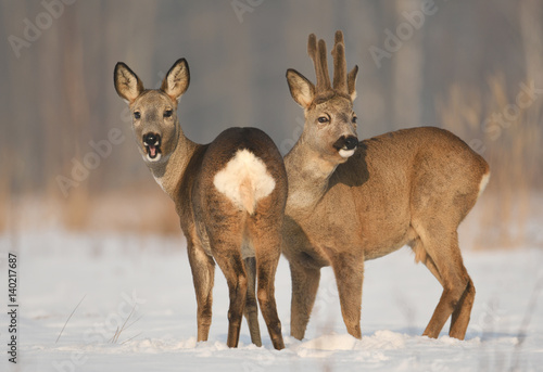 Fototapeta Roe deer