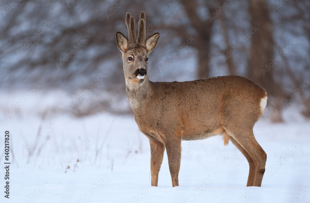 Obraz premium Roe deer