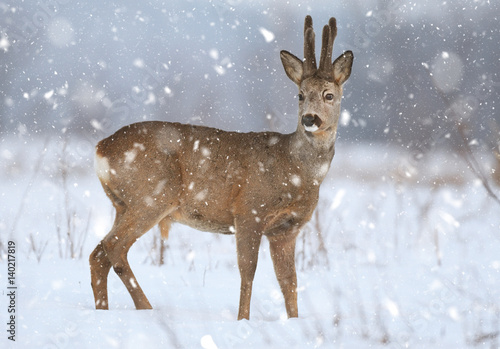Roe deer © Piotr Krzeslak