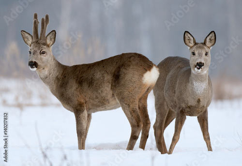 Roe deers © Piotr Krzeslak