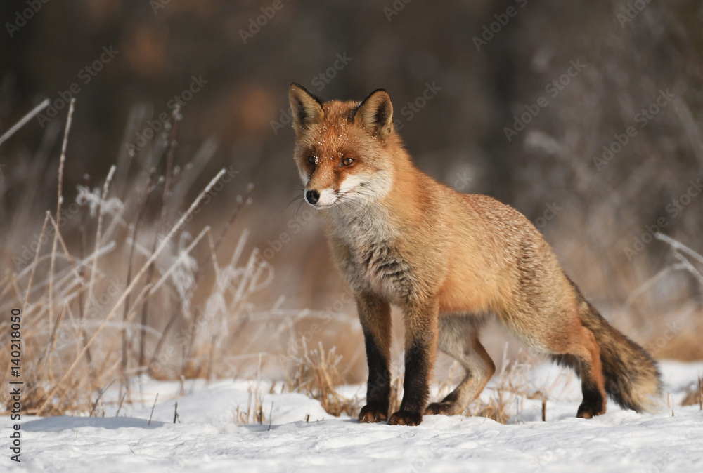 Fox Fox
