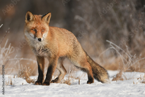 Fox © Piotr Krzeslak