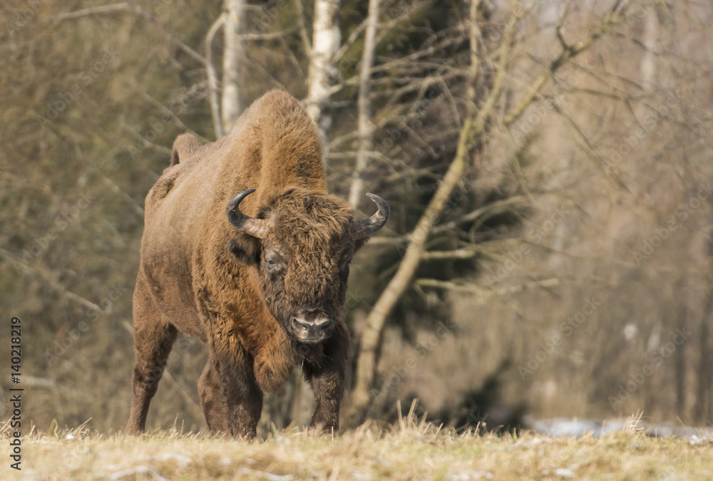 European bison (Bison bonasus) European bison (Bison bonasus)