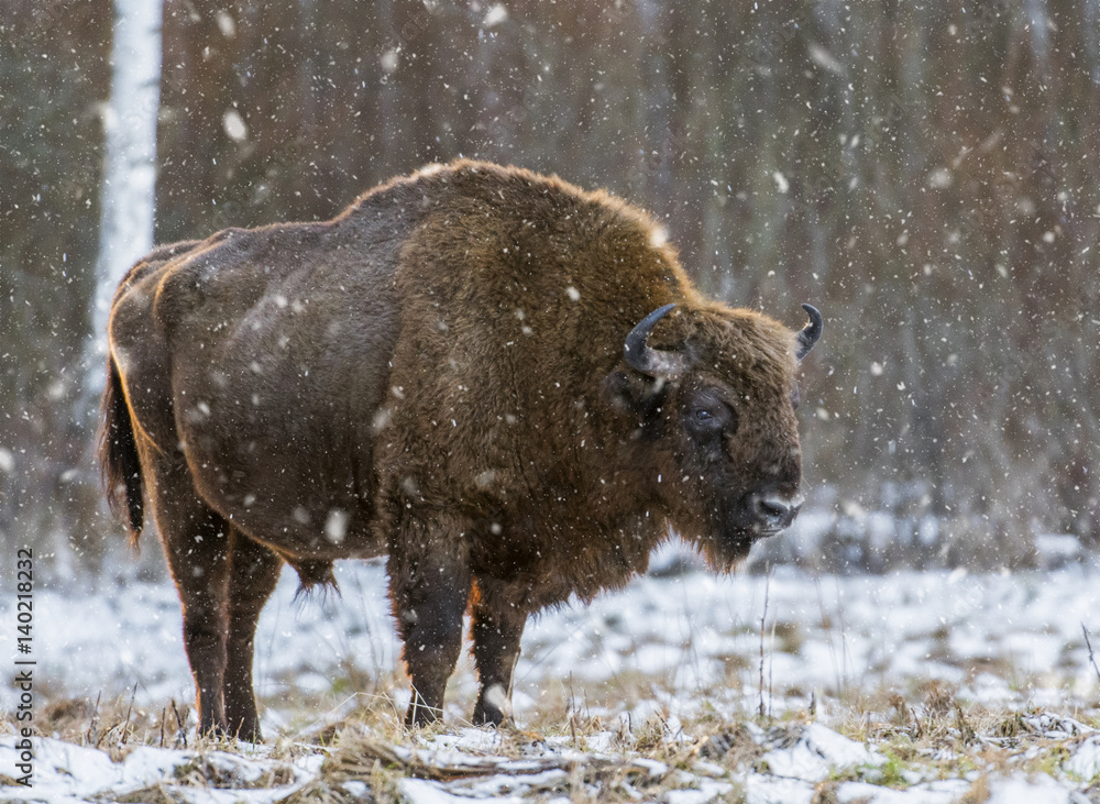 European bison (Bison bonasus) European bison (Bison bonasus)